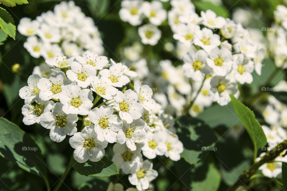 Close-up of a blossomed Spiraea shrub in the sun