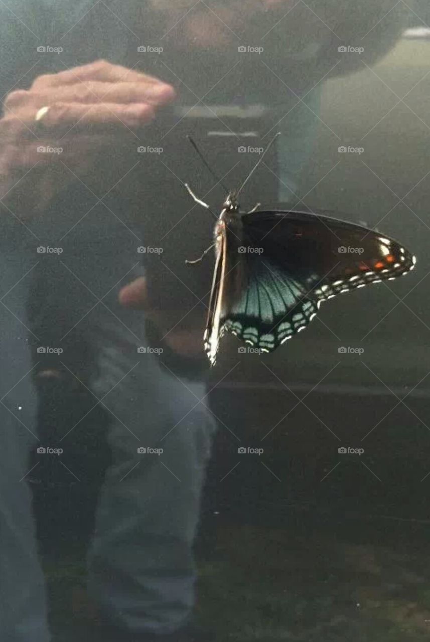 butterfly on car