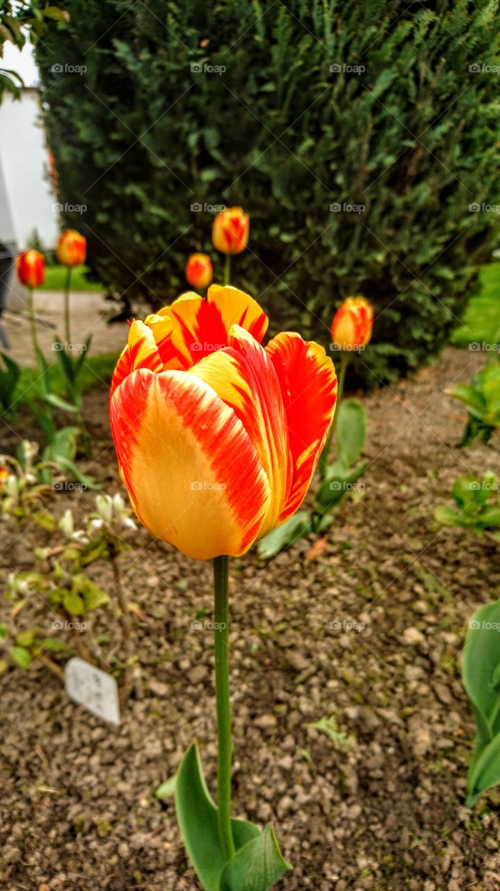 tulips