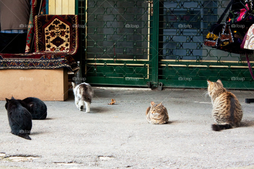 Turkish cats