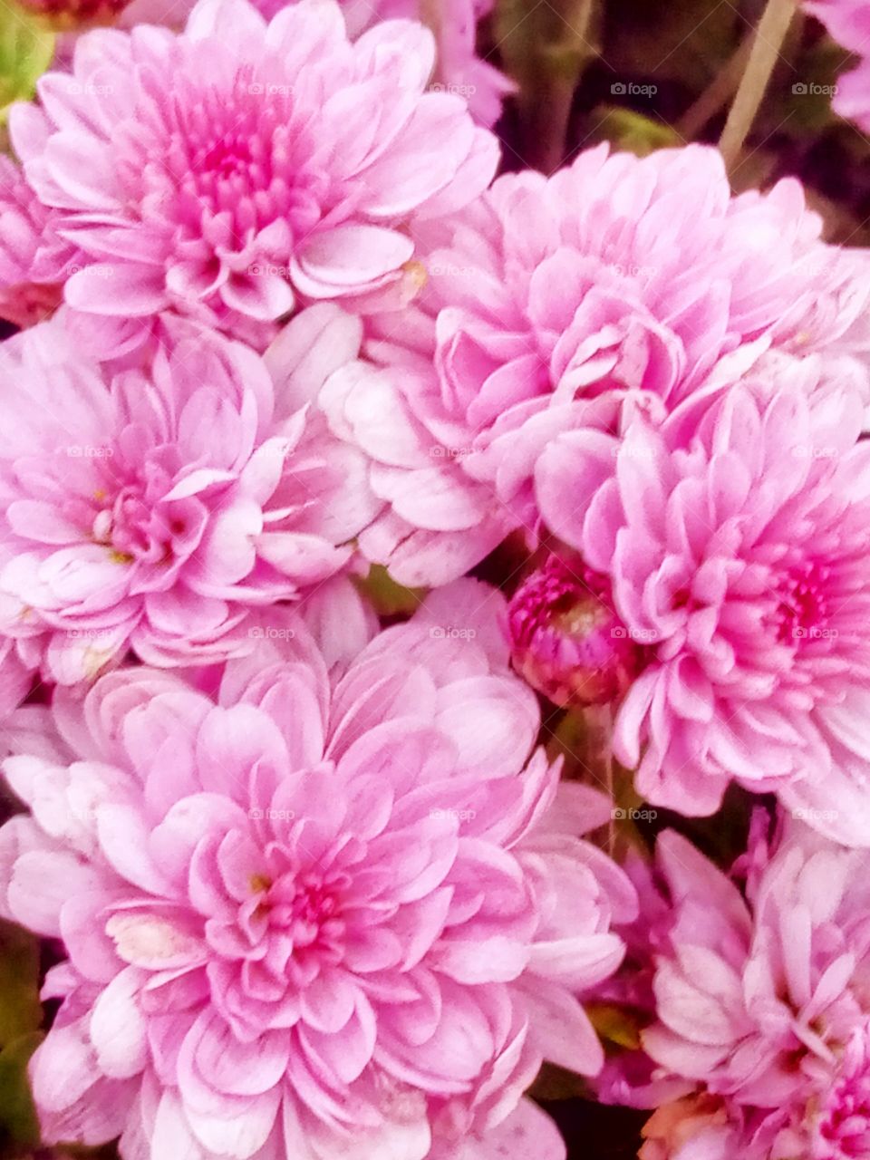 хризантемы