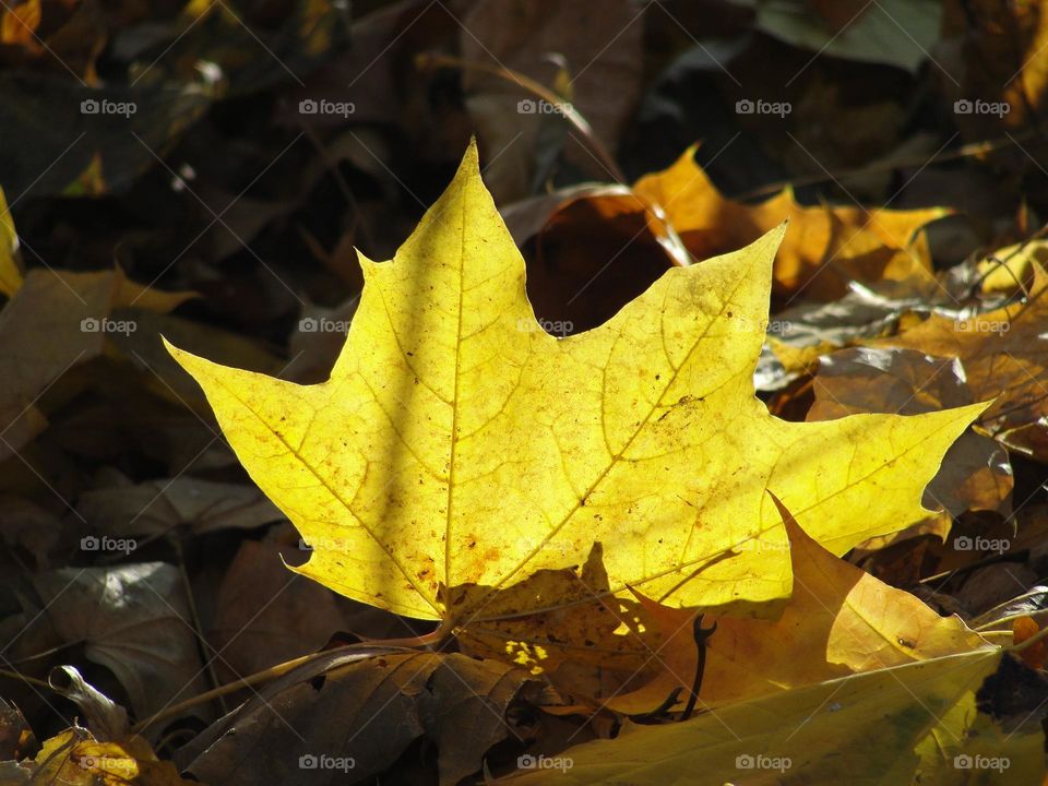 Yellow maple leaf lit by the sun