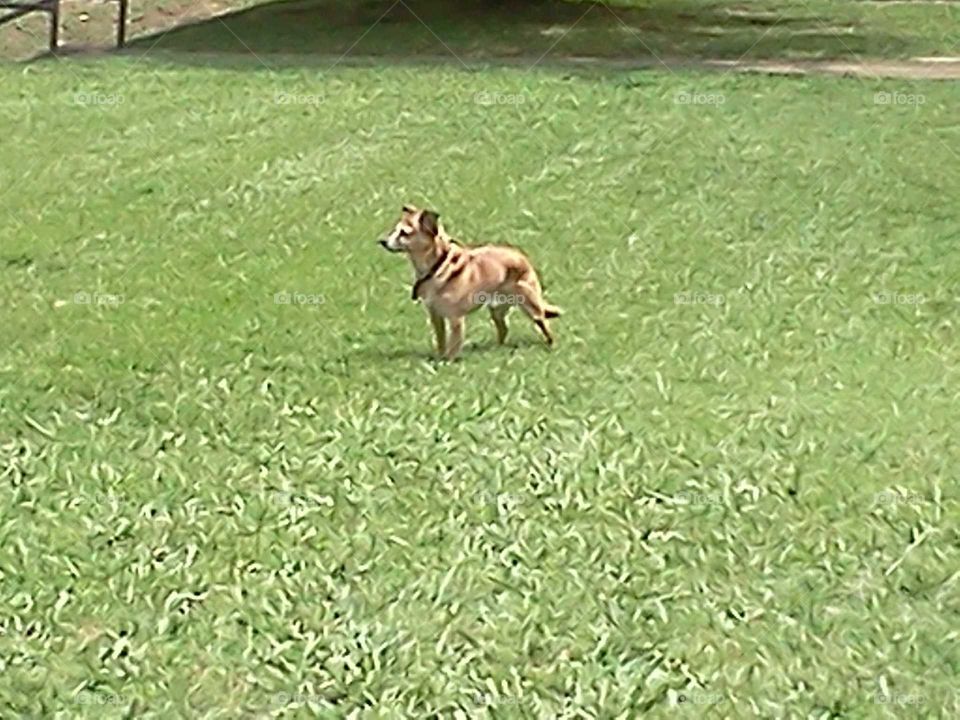 Dog on lawn