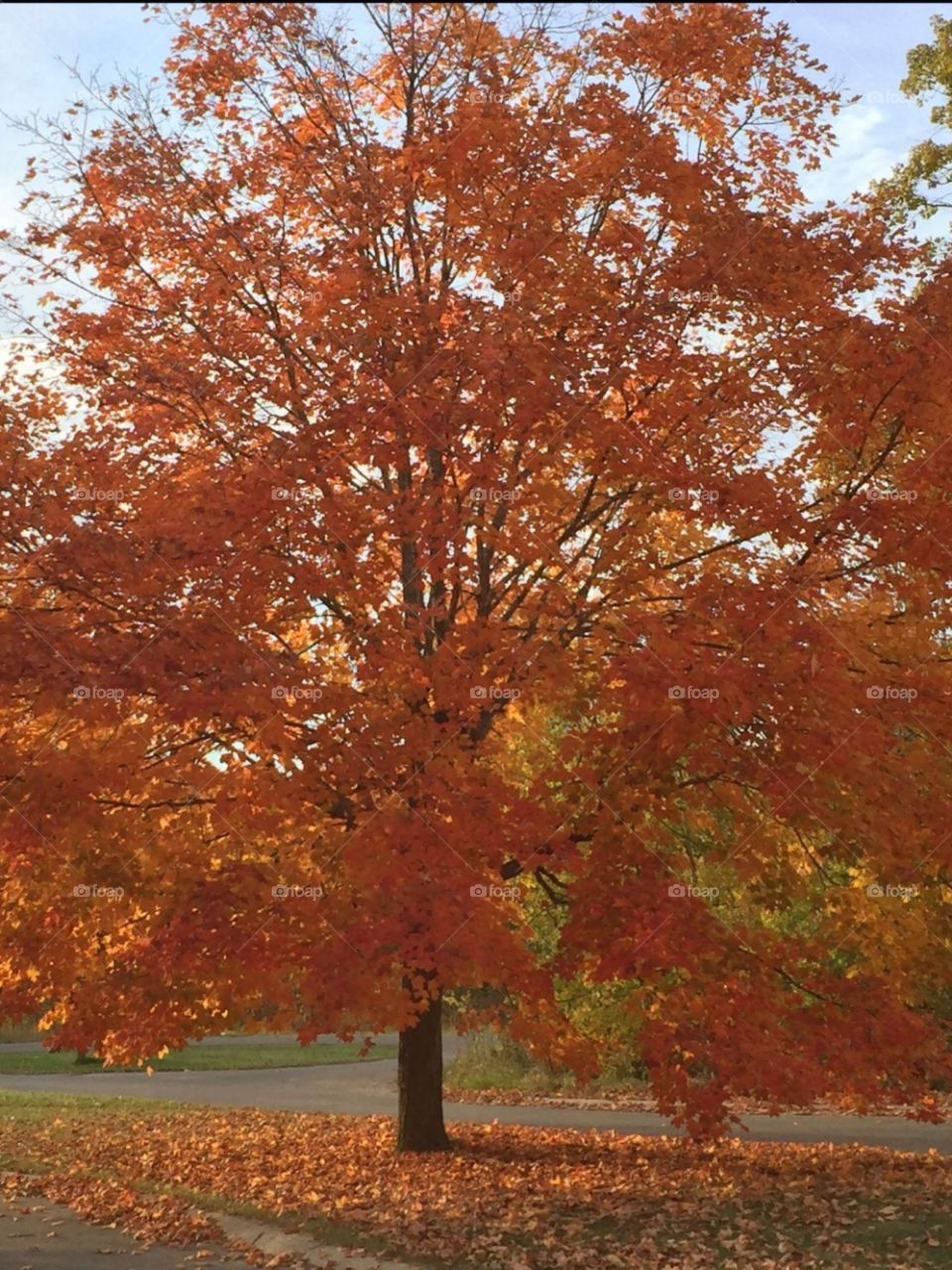 Fall leaves from the tree