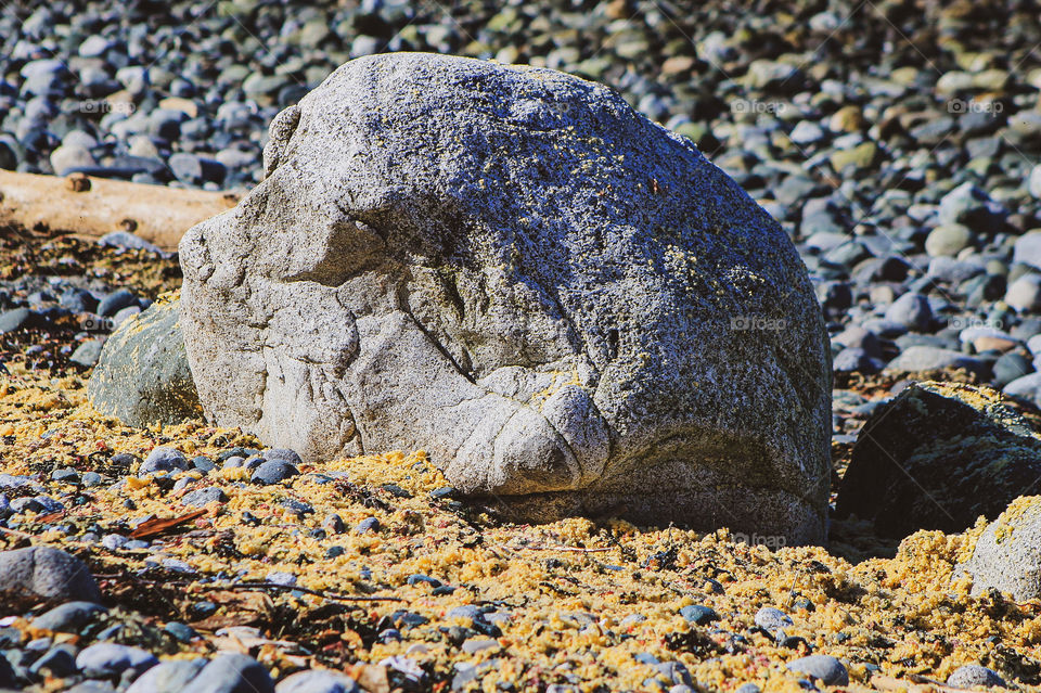 A thick deposit of herring roe was left at the high tide mark when the tide receded. It quickly dries out in the sun but still provides nutrients for many creatures & plants on the shoreline. 