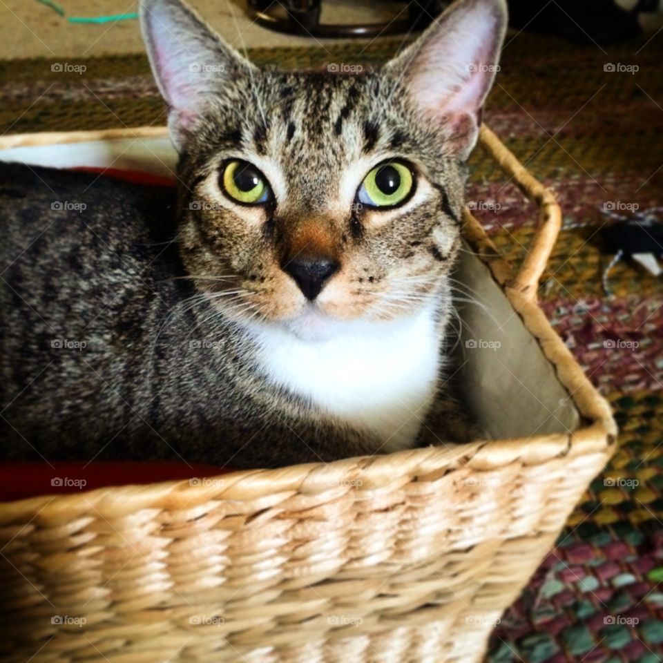 Cat in a basket 