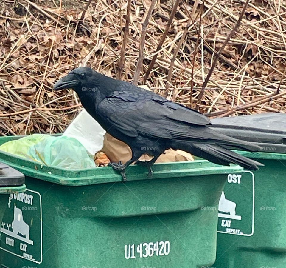 A raven perches on the edge of an open compost bin, cautiously scanning the surroundings. It seems alert, weighing the safety of grabbing food, its sharp eyes darting around before making its move.