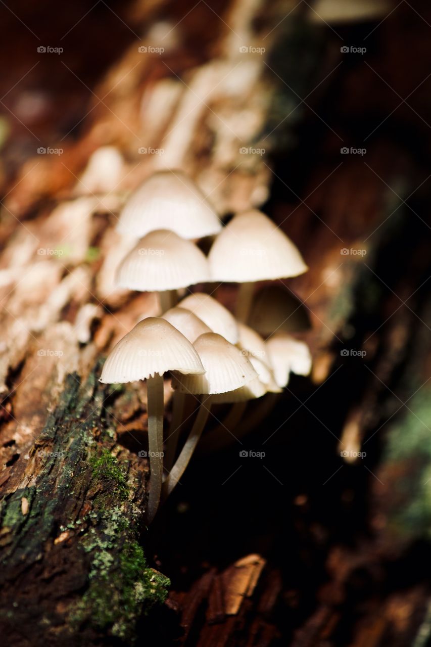 Grouping of mushrooms on tree trunk 