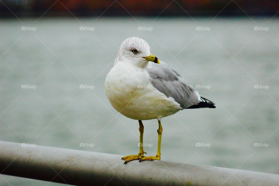 Seagull