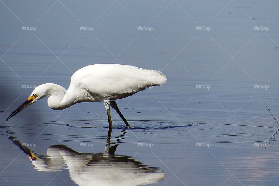 Beautiful Snowy Egret fishing in the wetlands.