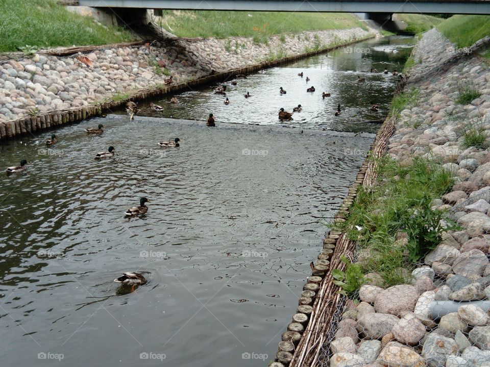 Ducks in Lipno County Poland