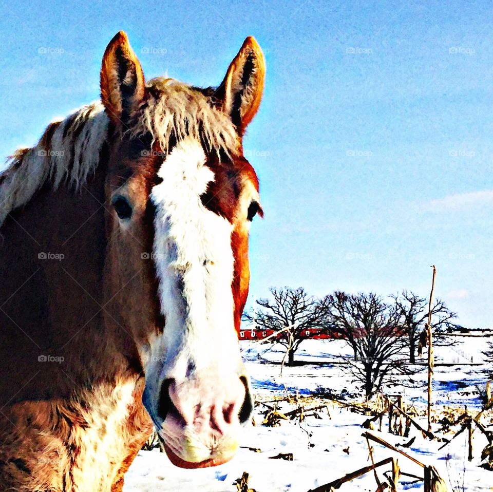 Winter horse 