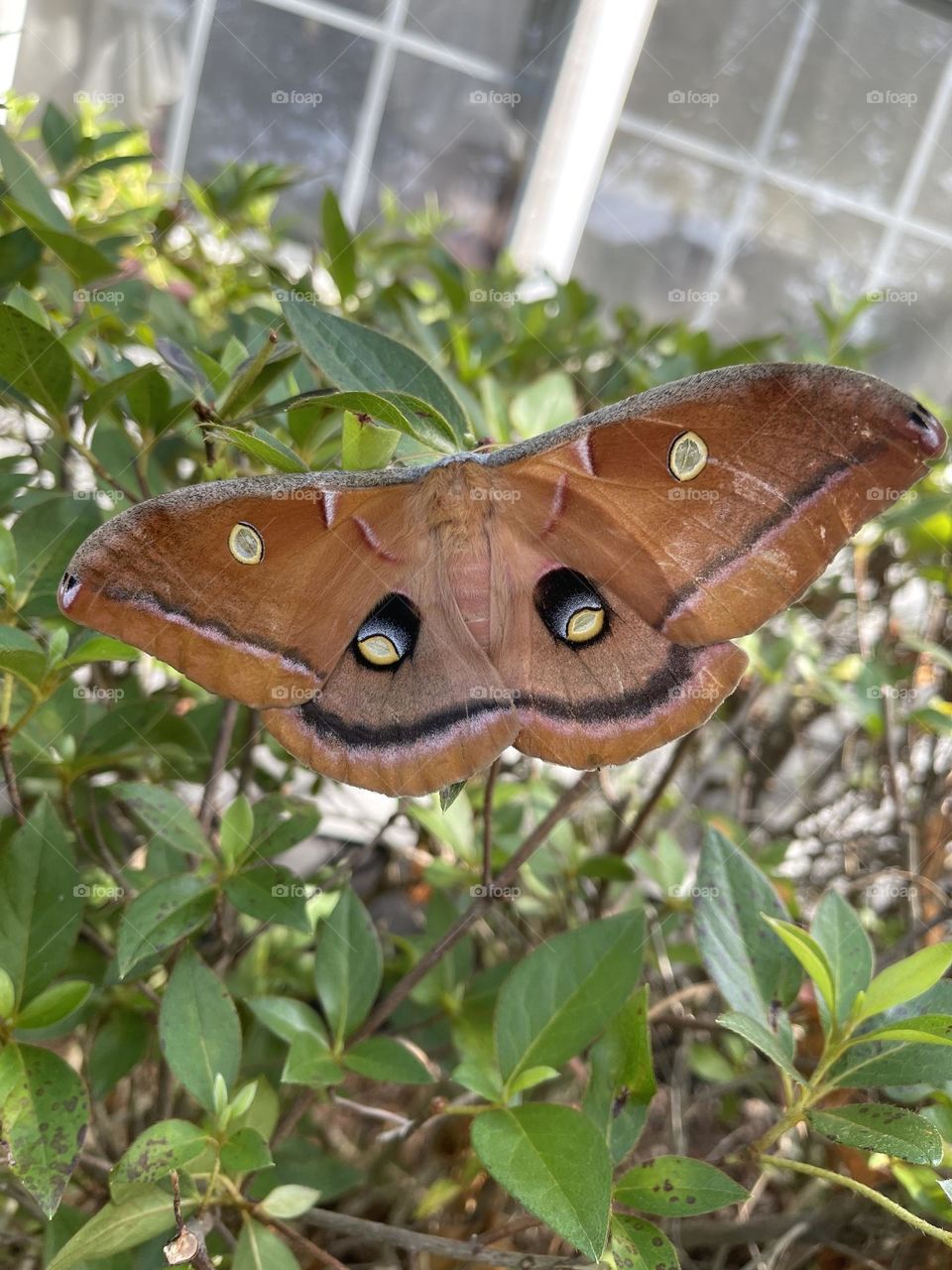 Awesome, velvety well detailed Neat looking bug that I seen on bushes in our front yard. 
