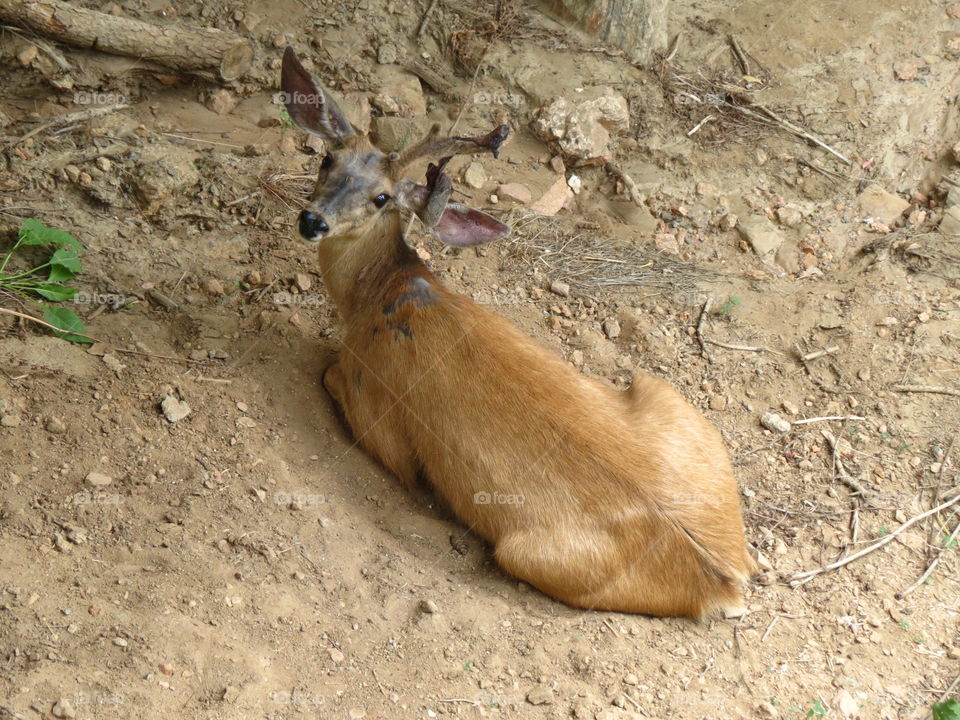 Mule deer resting in the shade.