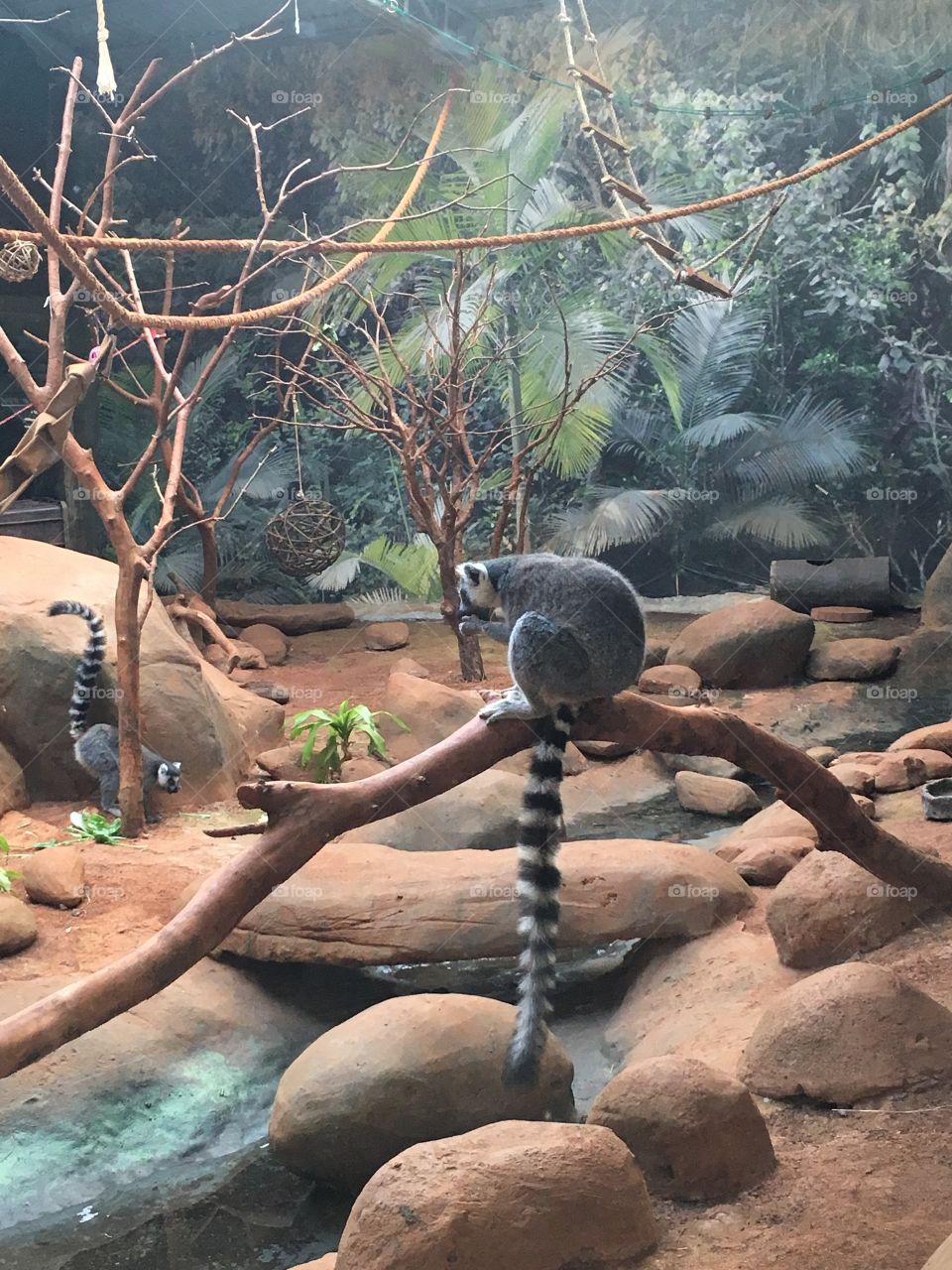 Lémure de cauda anelada