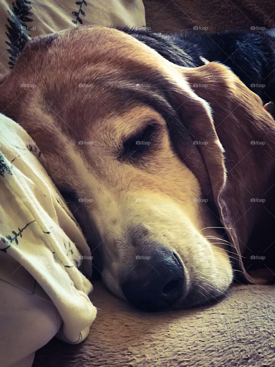 My hound snoozing