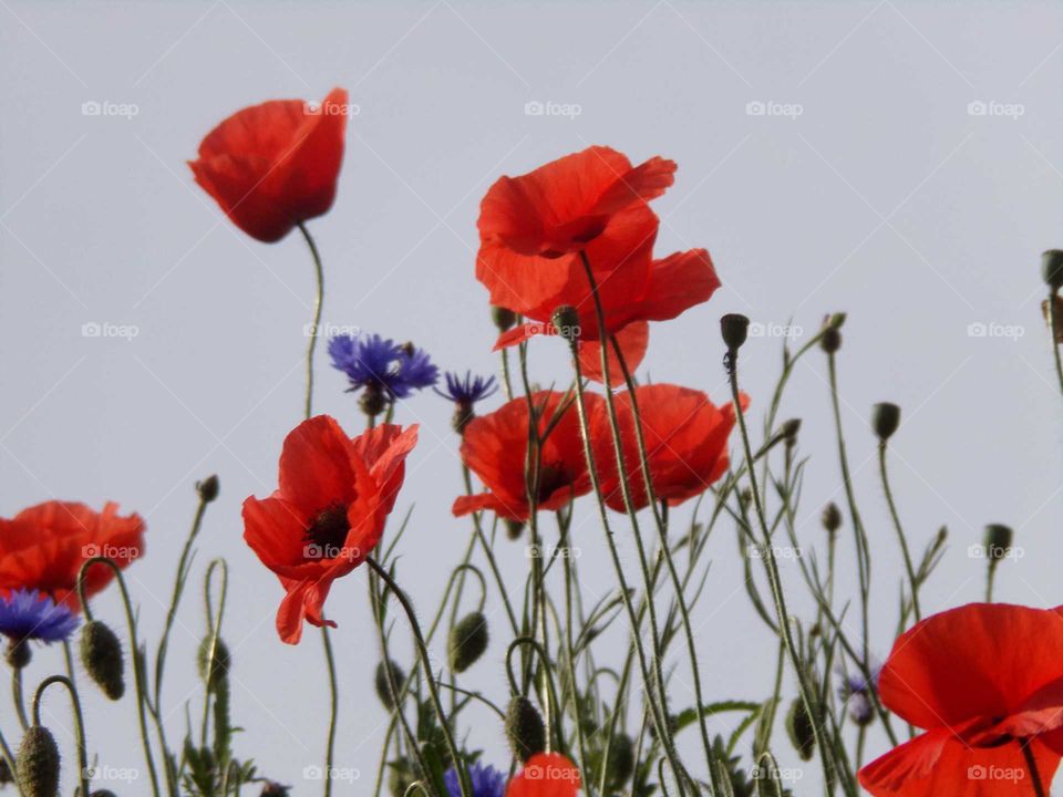 Klatschmohn und Kornblume
