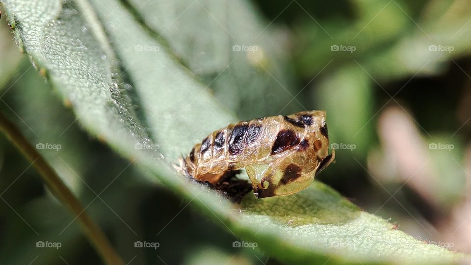 Pupa