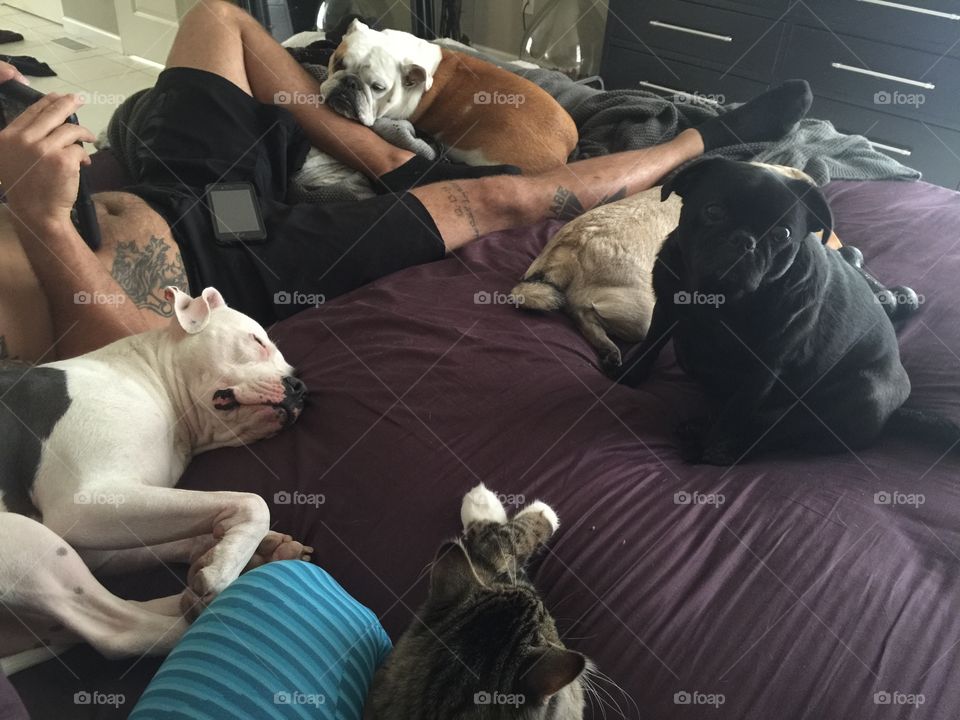 All the dogs and the Kitty