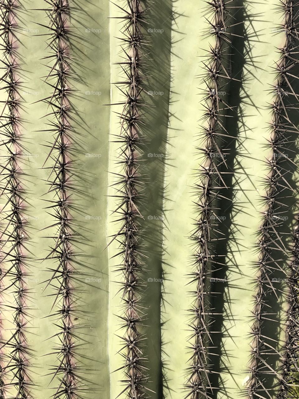 Saguaro Close-Up