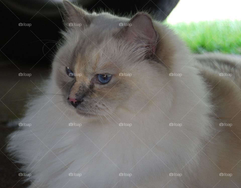Ragdoll cat