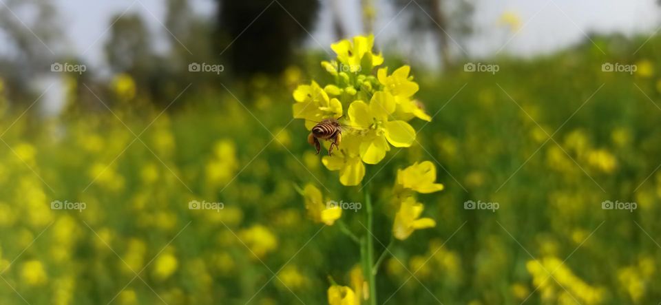 Bees and the flowers