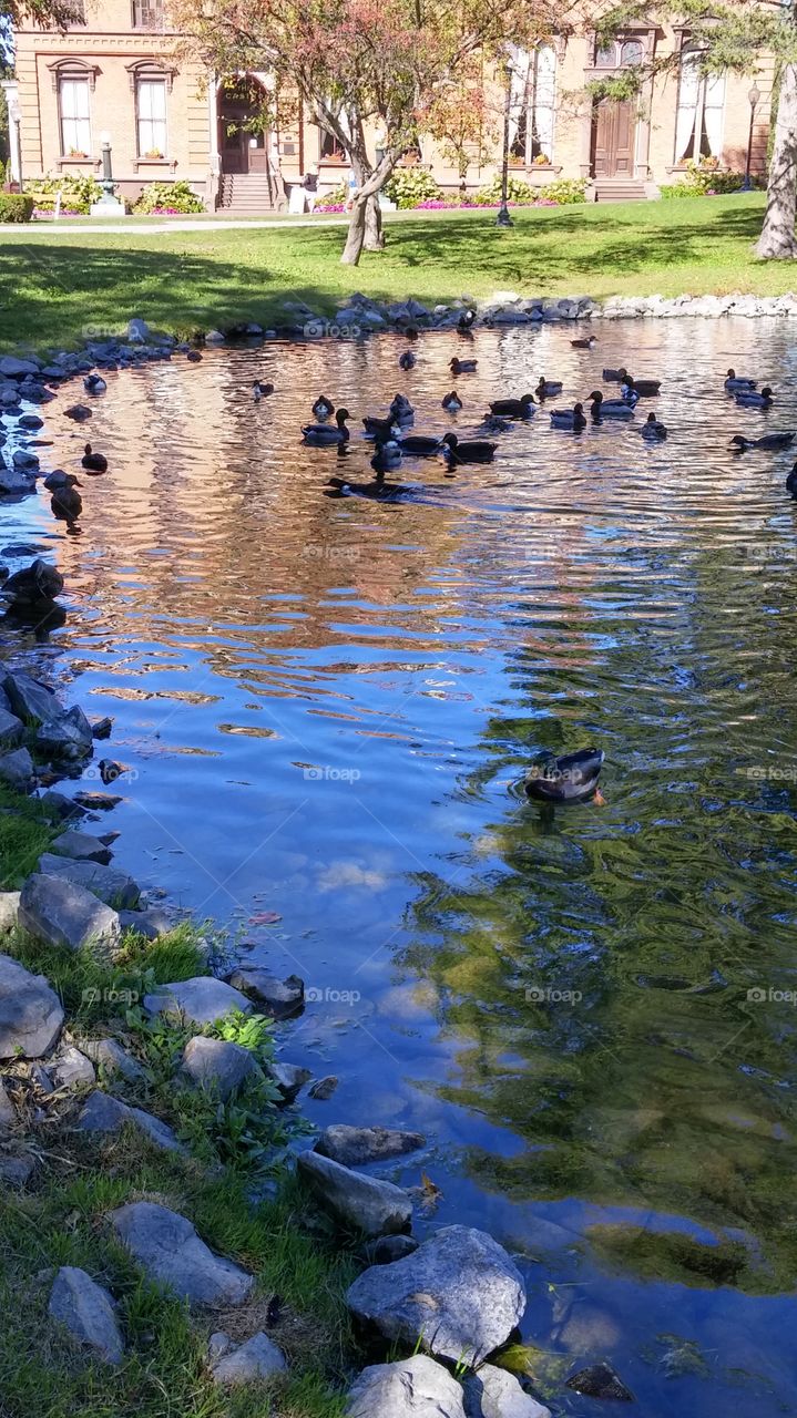 Congress Park Pond