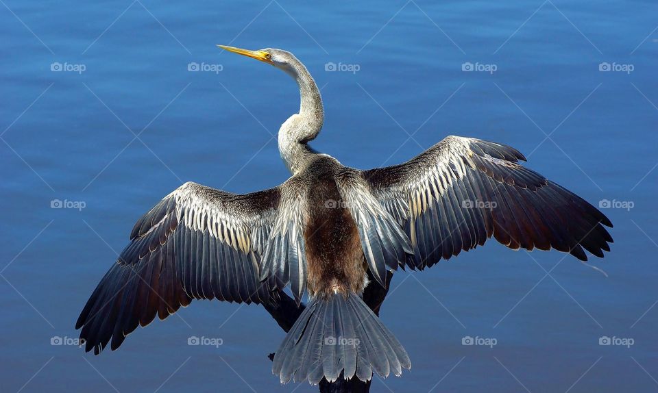 Darter
Drying in the sunlight after hunting in the river