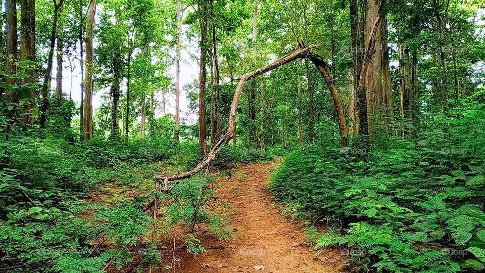 tree , forest and road