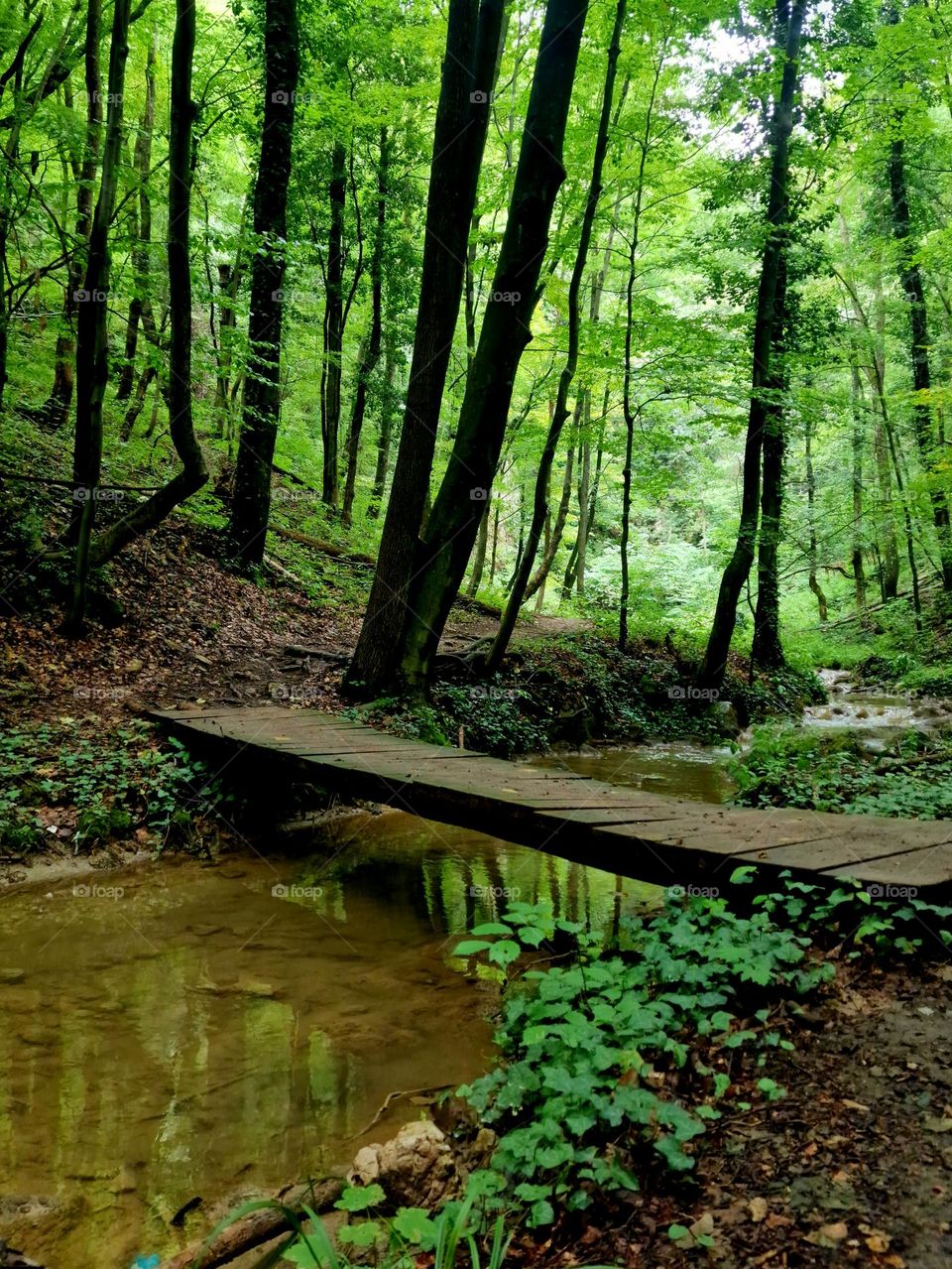 green forest