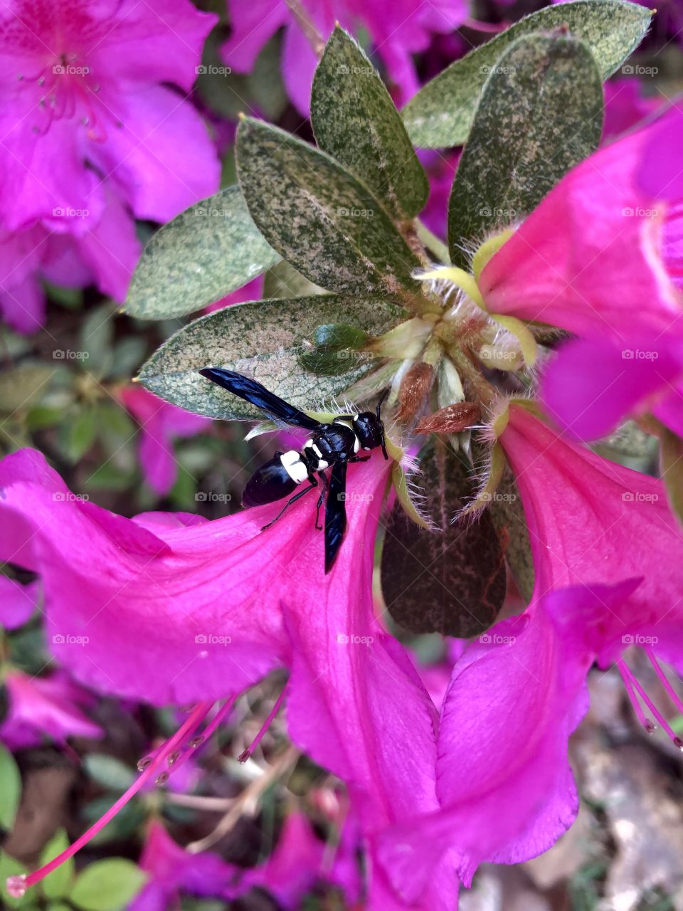 Four toothed mason wasp