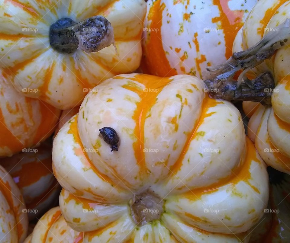 Snail on a pumpkin