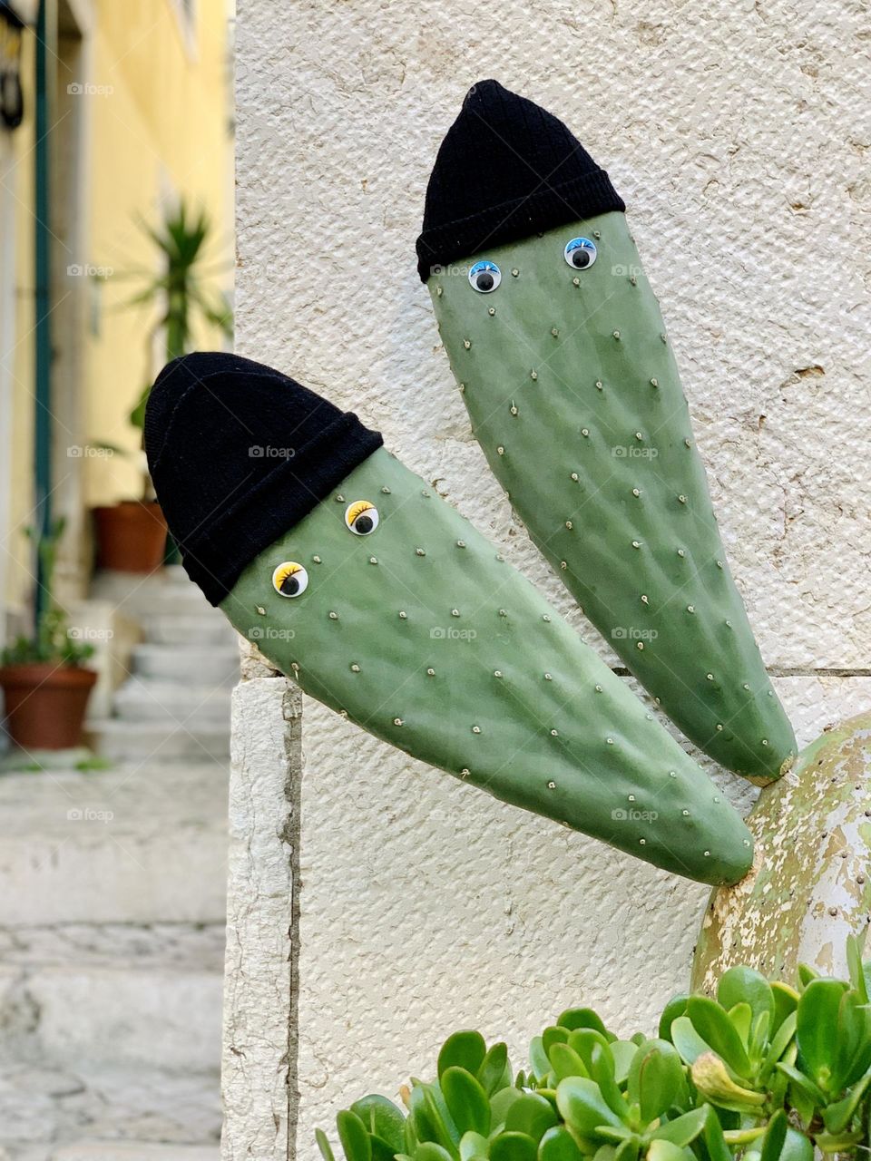 Funny cactus