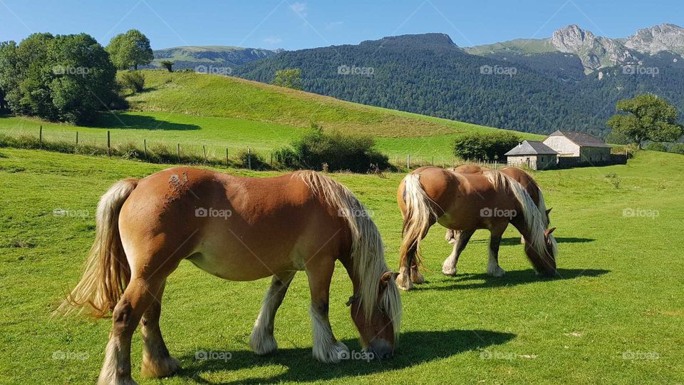 France Pyrenees horses