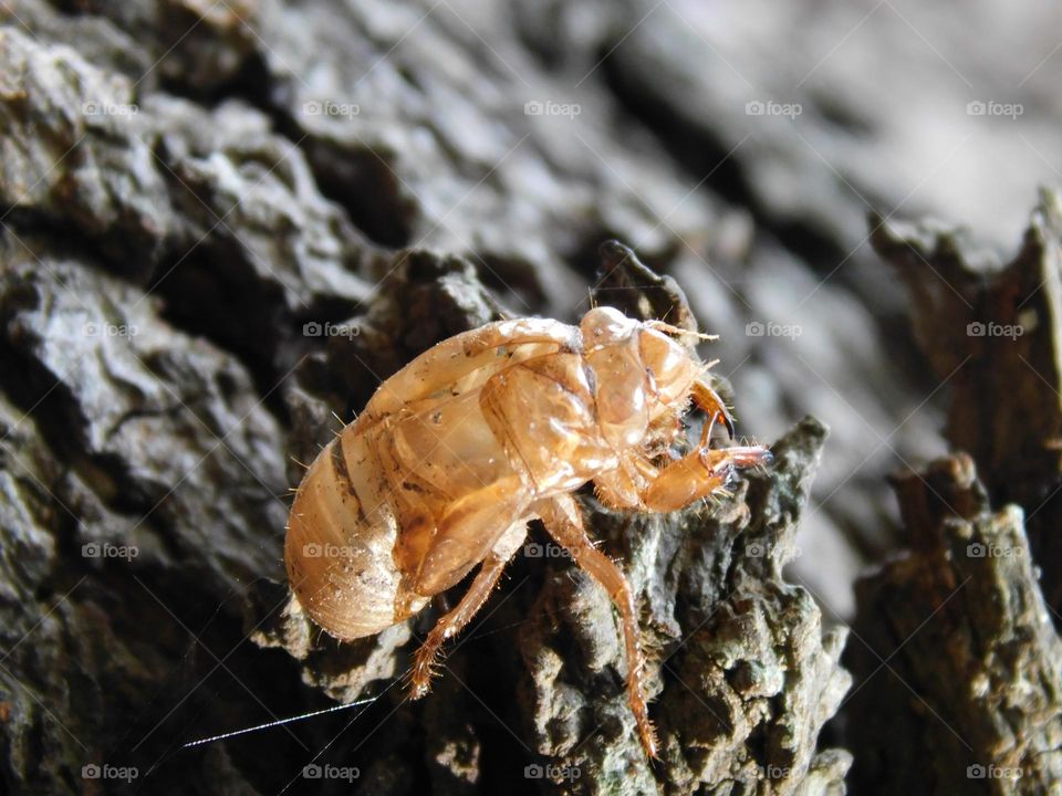 cicada exoskeleton // Chascomus , Argentina // Nikon Coolpix B500