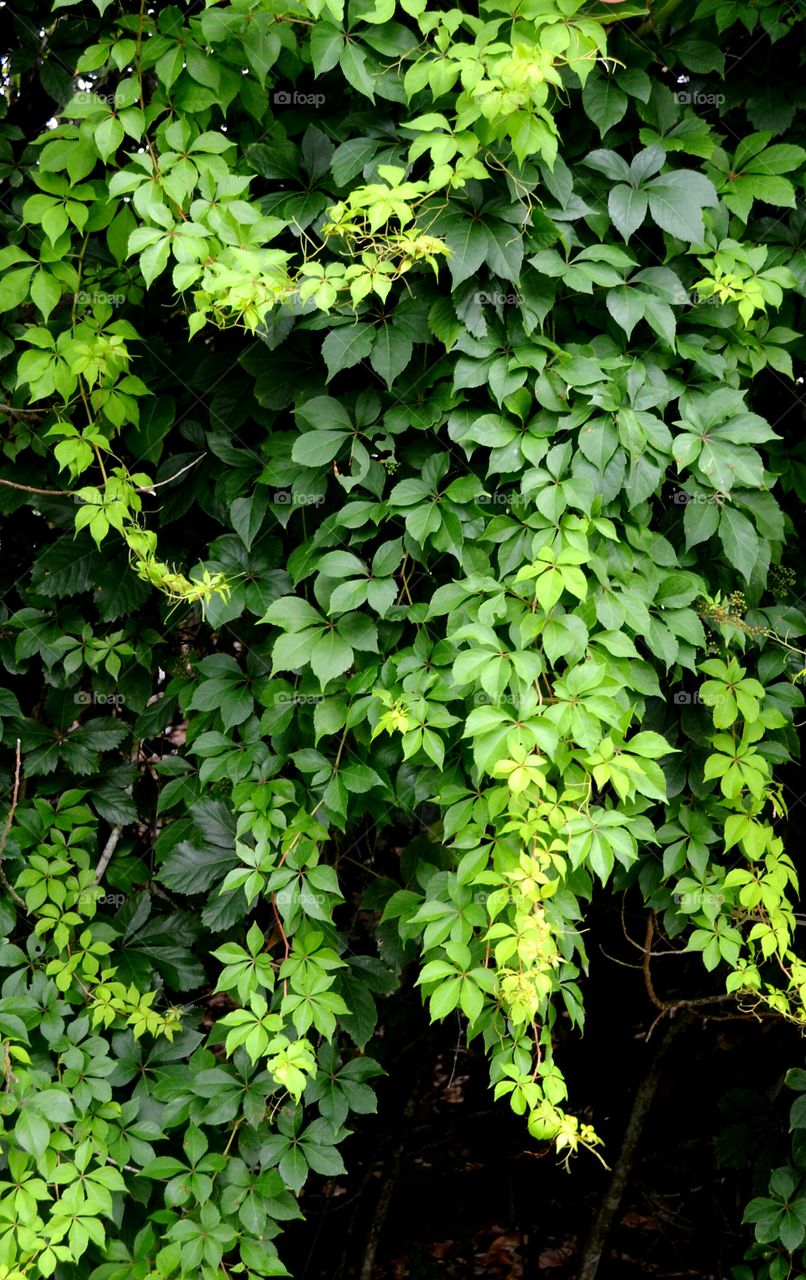 vines. five leafed vines