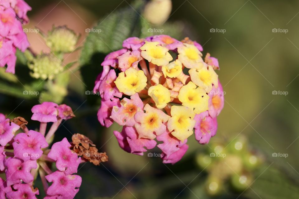 Closeup lantana flower blossoms outdoors garden botany