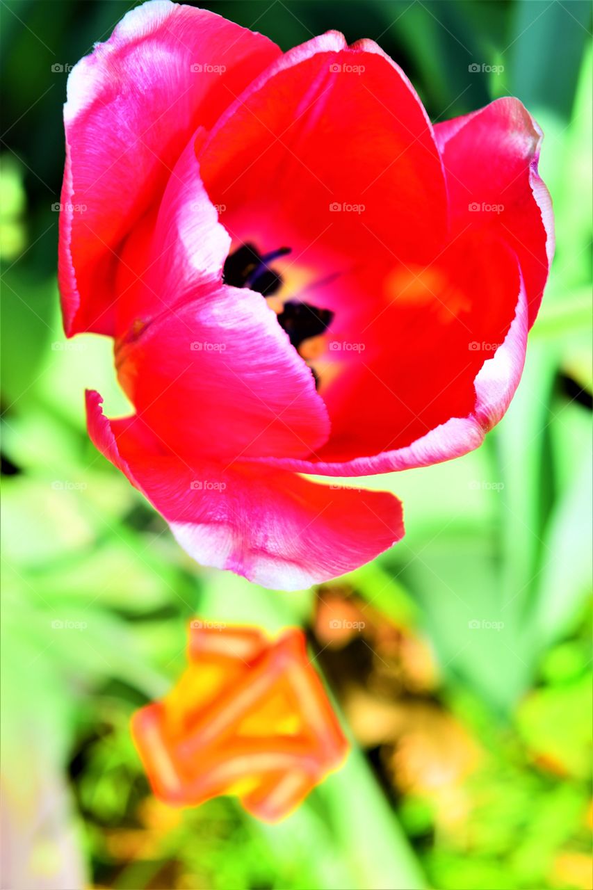 tulip
