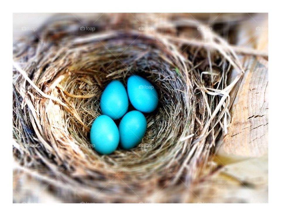 Robin eggs