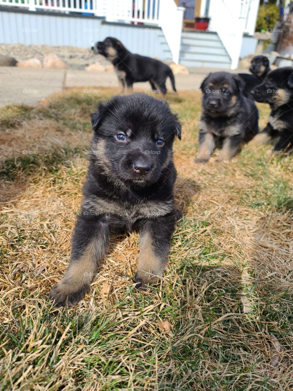 German Shepherd Puppies