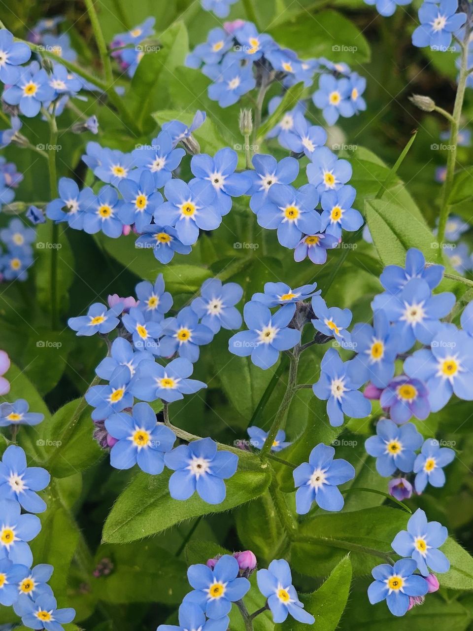 forget-me-not