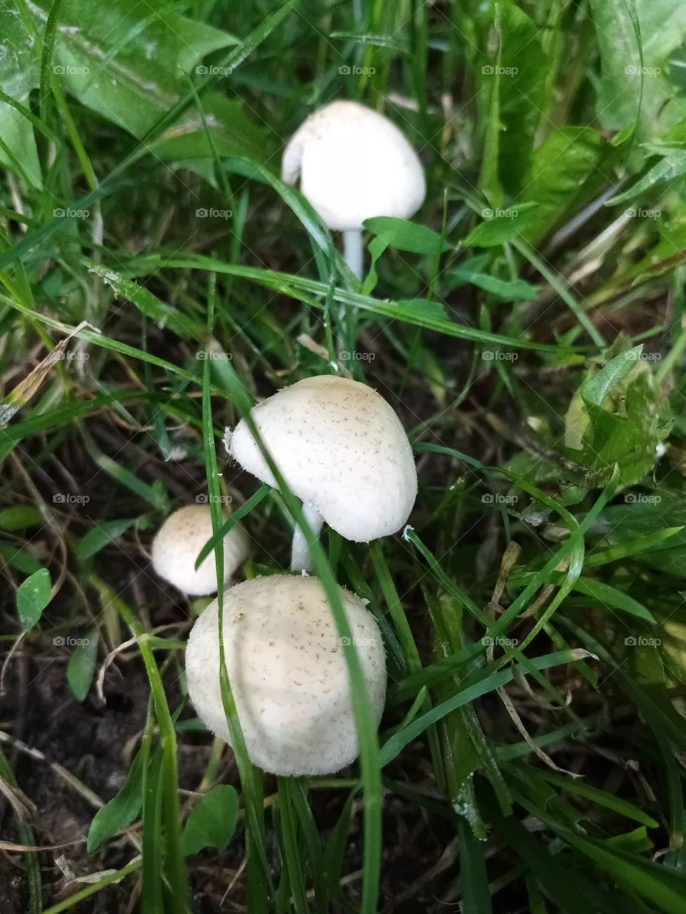Pilzen