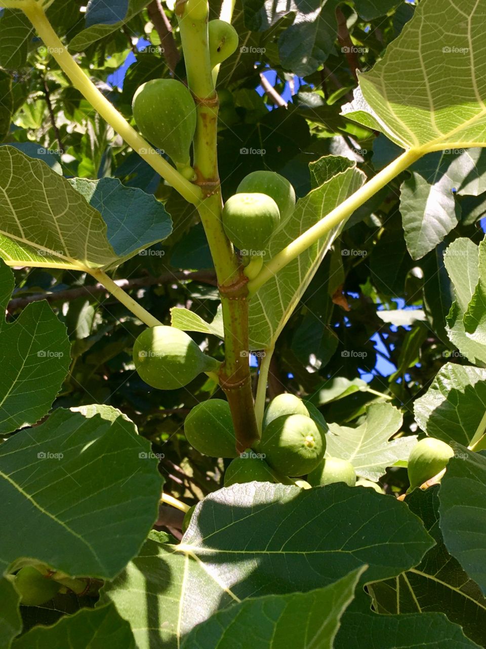 Fig Tree, Fruit, Fresh Fruit, Garden 