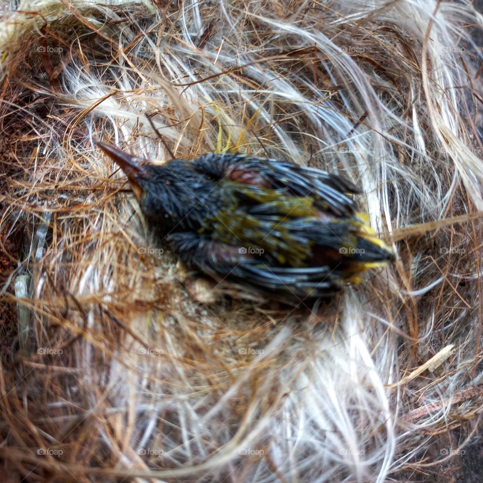 Newly hatched little bird in the nest