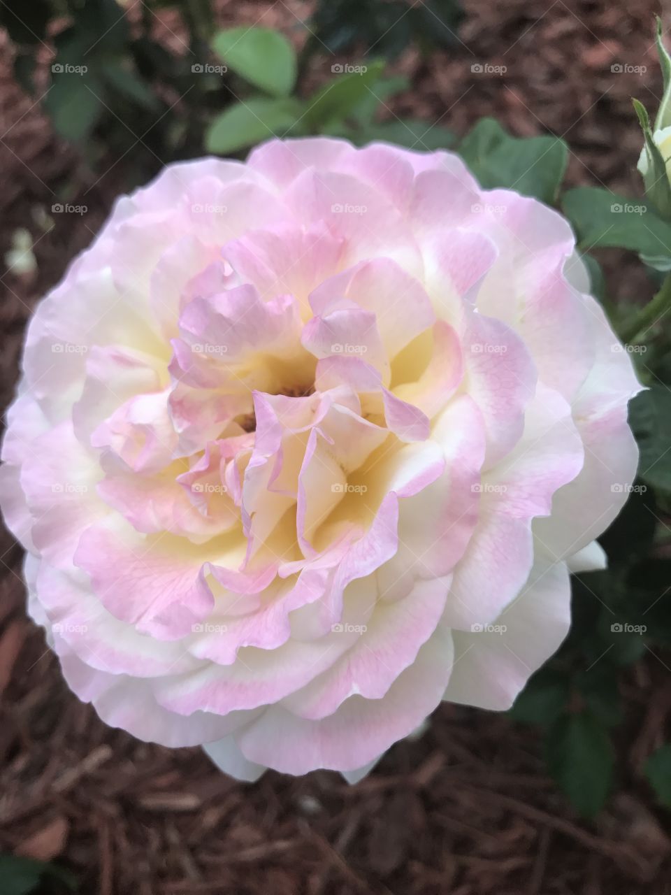 Heirloom rose