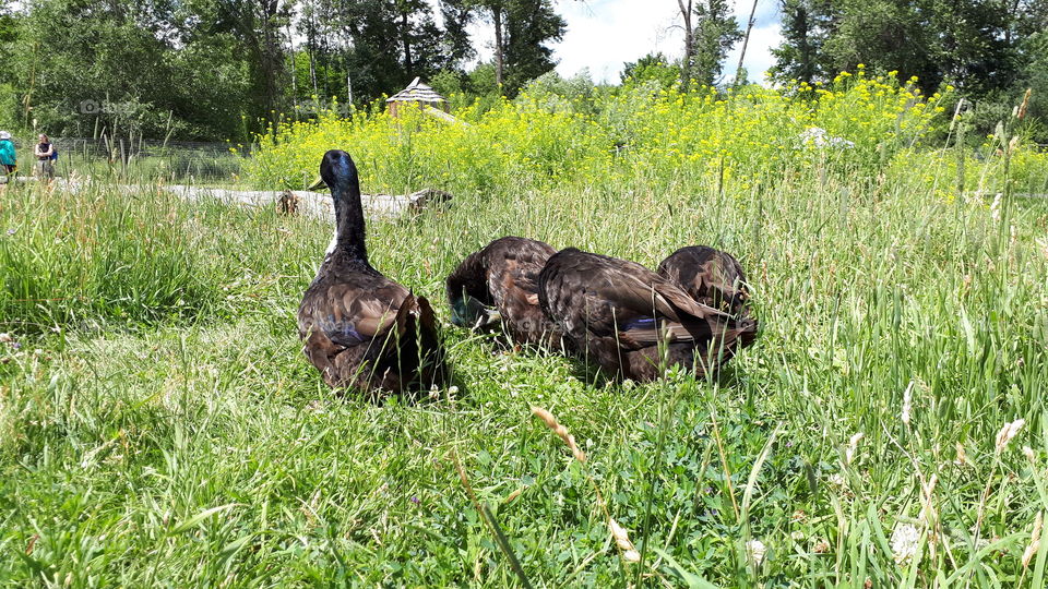 A Twack of Ducks Preening With Guard Duck