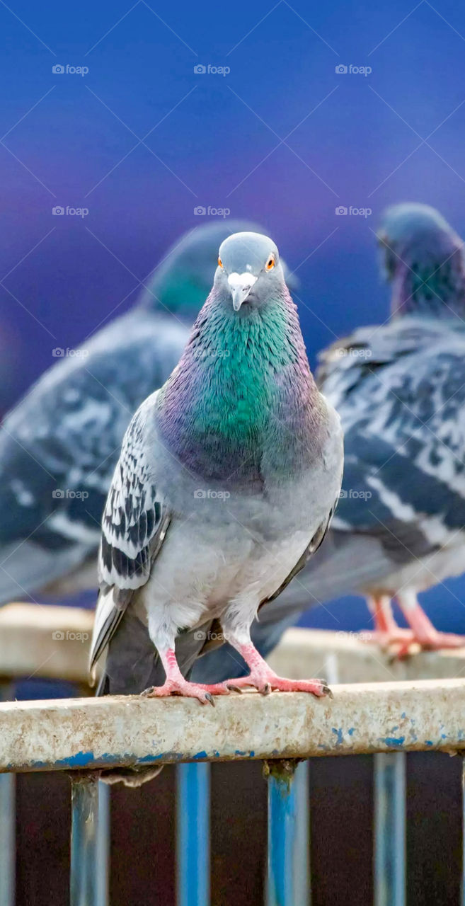 pigeon