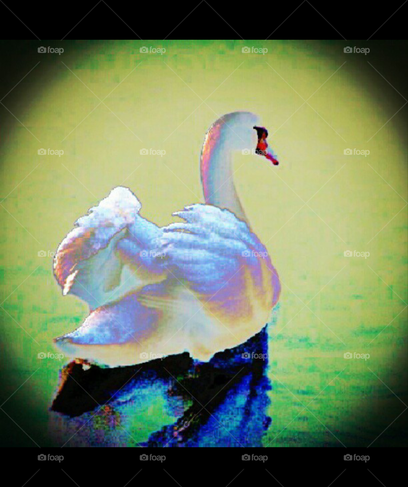 Glowing Swan