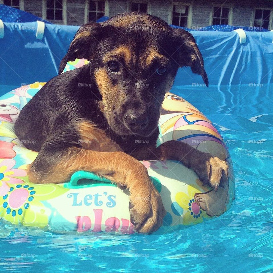 Doggie float
