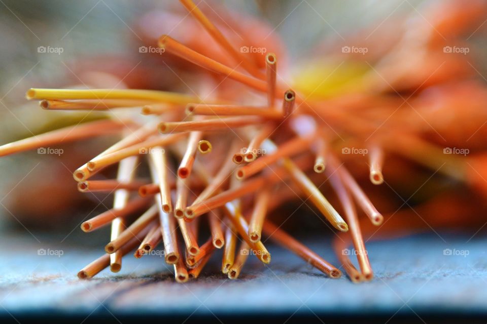 Close-up of cereal plant